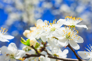 white blossoms in spring