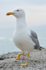 gabbiano