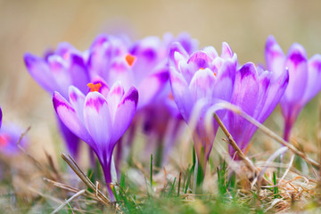 Blooming violet crocuses, spring flower