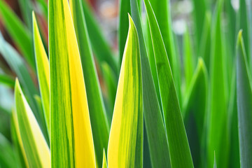 Fototapeta premium grass