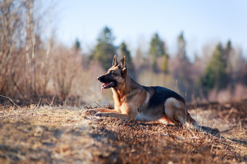 German Shepherd dog