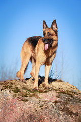 German Shepherd dog