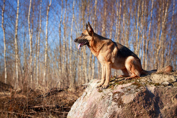 German Shepherd dog