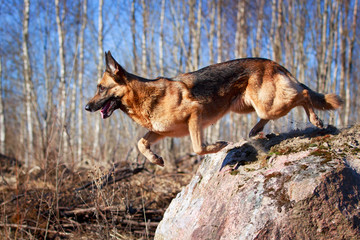 German Shepherd dog