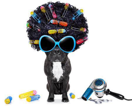 hairdresser dog
