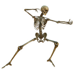 Human Skeleton