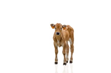 Veau © Laure F