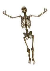 Human Skeleton