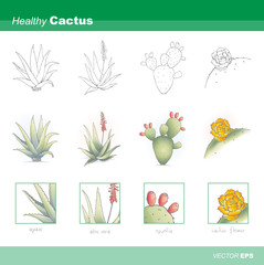 Healthy cactus