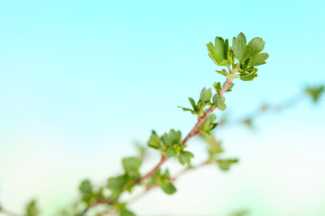 Leaf bud on bright background