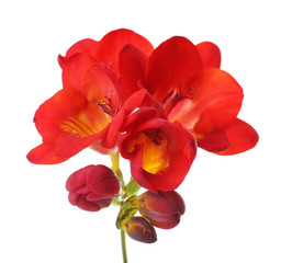 Delicate freesia flower isolated on white