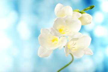 Fototapeta na wymiar Delicate freesia flower on bright background