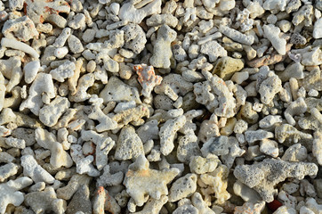 Detail of white coral beach