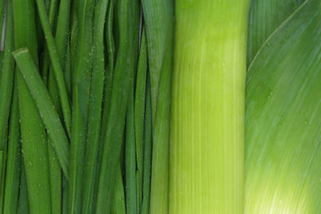 Green onion, close up