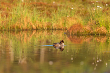 Goldeneye bird