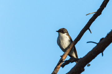 Pied Flycatcher on a branch