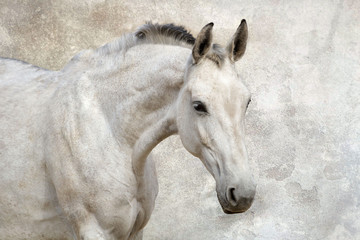 Portrait of beautiful white horse against the wall - 63857488