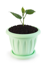 Little green sprout in a flowerpot over white background