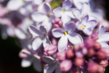 Fototapeta na wymiar Branches of lilac