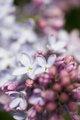 Branches of lilac