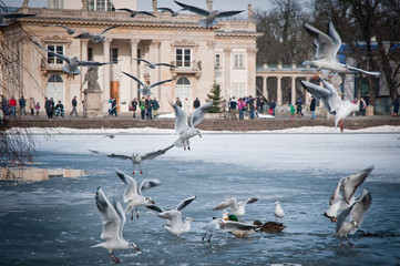 Mews with Palace on the Water building in Lazienki Park, Warsaw © Fotokon