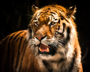 Rolgordijnen Tijger Mooie tijger tegen donkere achtergrond