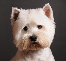 West Highland White Terrier