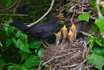 Blackbird nest male feeding chicks