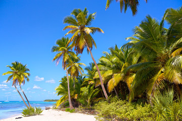 Fototapeta na wymiar Tropical beach with palm trees in Caribbean Sea