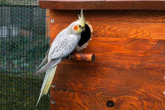 Fototapeta Cockatiel bird and nest box