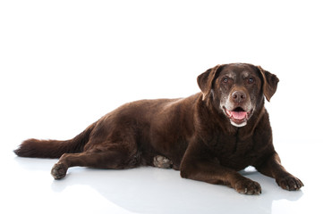 Alter Labrador Retriever