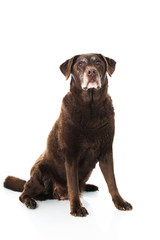 Alter Labrador Retriever