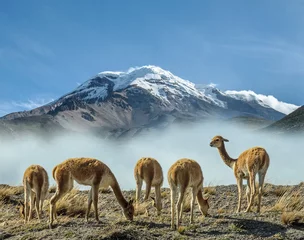 Foto auf Acrylglas Südamerika Vikunjas am Fuße des Vulkans Chimborazo