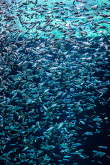 Aquarium tropical fish on a coral reef