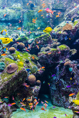 Naklejka na ściany i meble Akwarium tropikalnych ryb na rafie koralowej