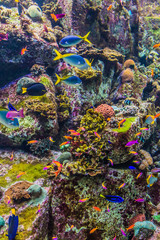 Fototapeta na wymiar Aquarium tropical fish on a coral reef