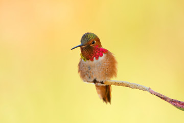 Allen's Hummingbird, Male