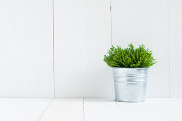 green home plant
