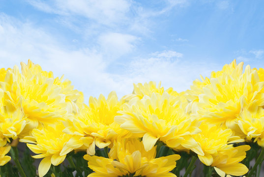 Fototapeta beautiful yellow flowers on blue sky background