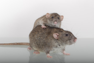 two domestic rat
