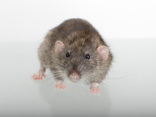 Fototapeta na wymiar domestic rat closeup