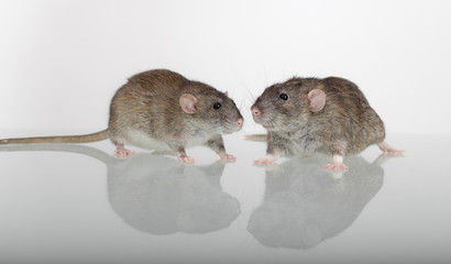 rats on a glass table