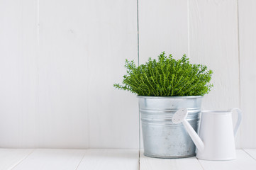 plant in a metal pot and watering can