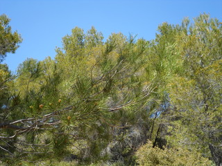 provence