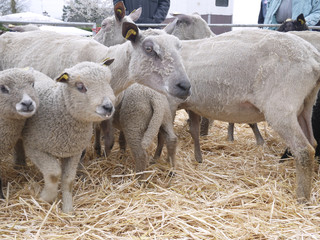 troupeau de moutons