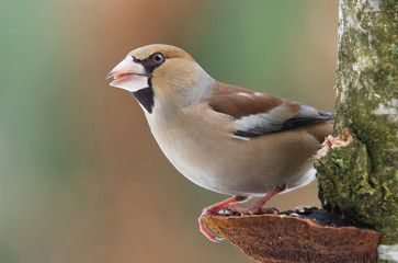 Hawfinch