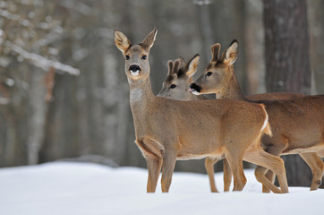 Roe deer