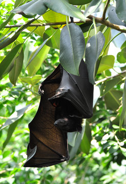 bats on tree