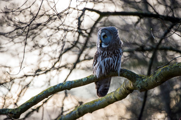 Great Grey Owl