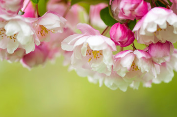 Pink and white spring blossoms on a green background